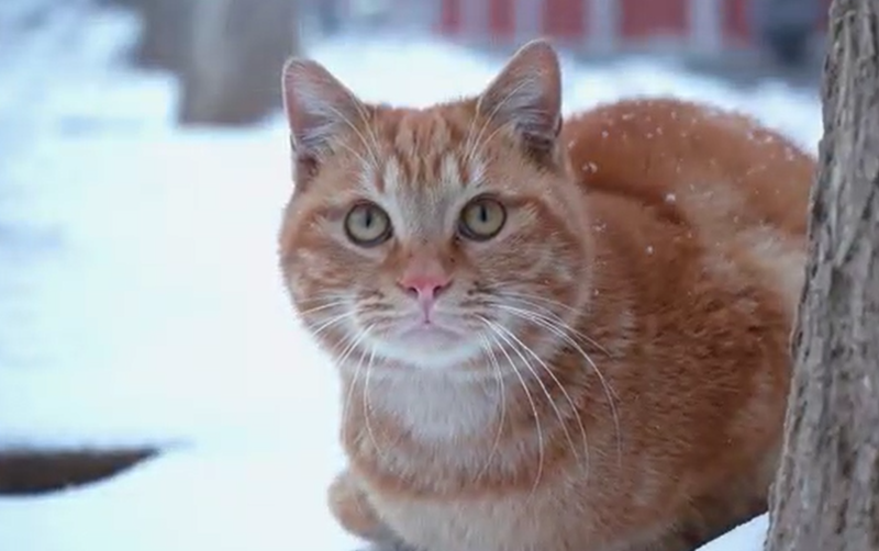 ��ѩ�������澵ͷȥ���߹�
ѧԺ����ѩ����~